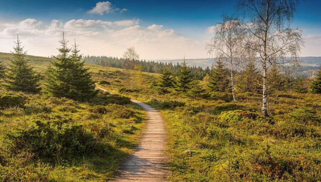 Parc naturel Hautes Fagnes-Eifel : découvrez la nature sauvage en Allemagne