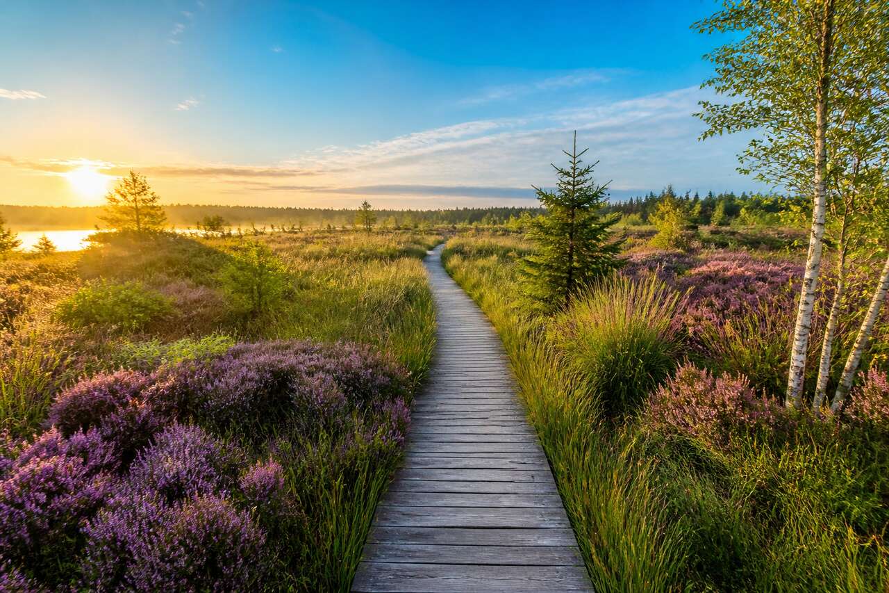 Parc naturel Hautes Fagnes-Eifel : découvrez la nature sauvage en Allemagne