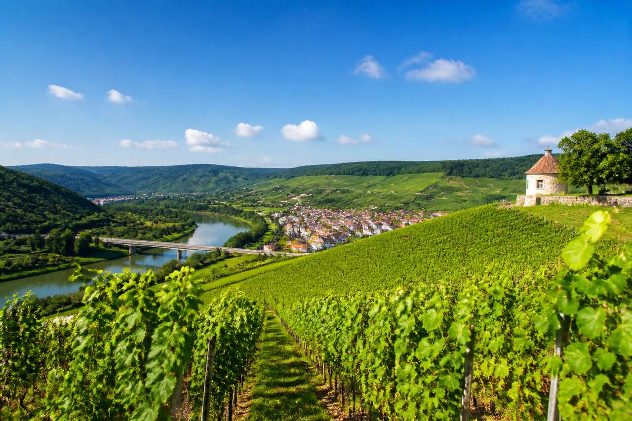 Route des vins de la vallée de la Tauber : découverte œnologique en Allemagne