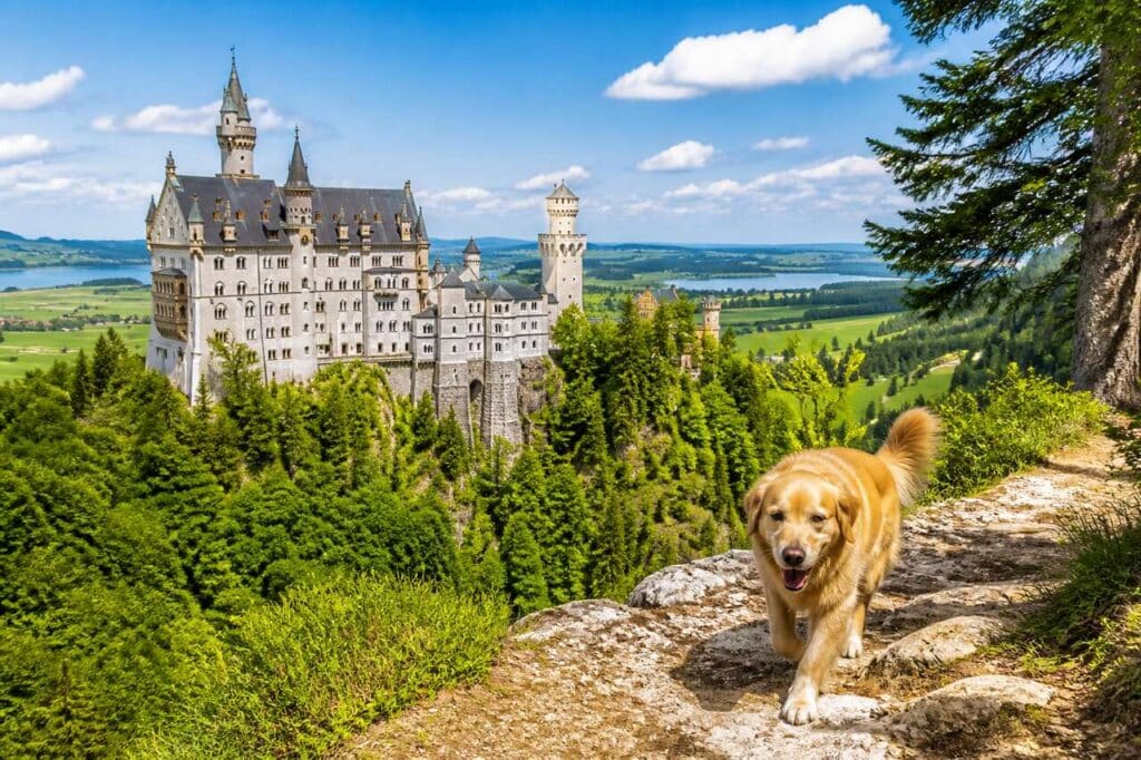Voyager en Allemagne avec son chien : guide des vacances idéales
