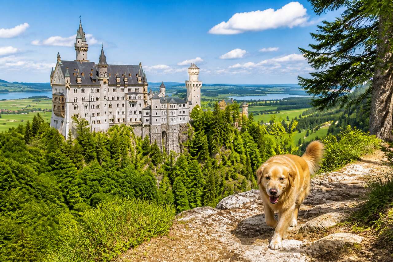 Voyager en Allemagne avec son chien : guide des vacances idéales