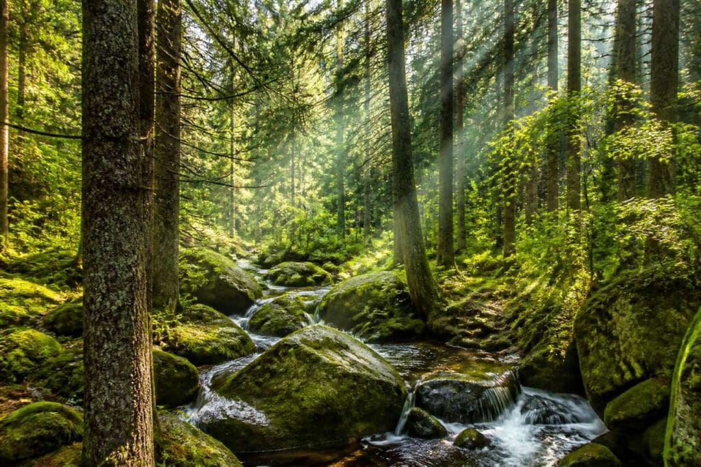 Parc National de la Forêt de Bavière : nature et outdoor en Allemagne