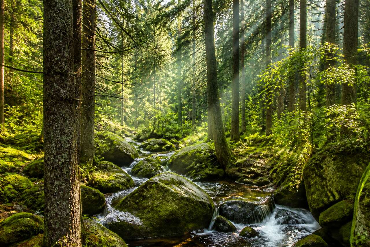 Parc National de la Forêt de Bavière : nature et outdoor en Allemagne